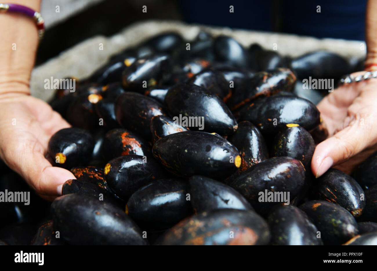 Pili Fruits Sold At The Sorsogon Market In Bicol Philippines Stock