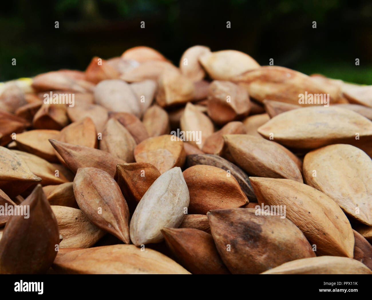 A pile of Pili nuts Stock Photo Alamy