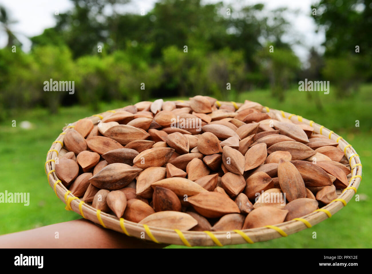 Pili nuts hires stock photography and images Alamy