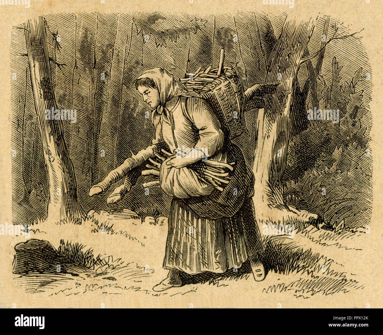 Woman picking up firewood in the forest, Stock Photo
