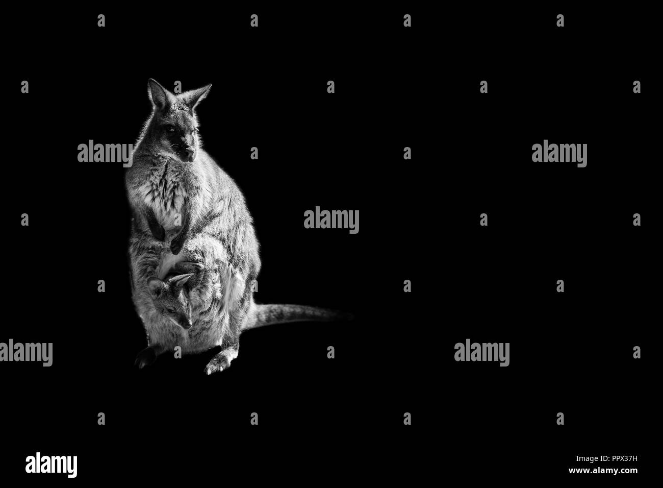 kangaroo mother and son isolated on black background Stock Photo