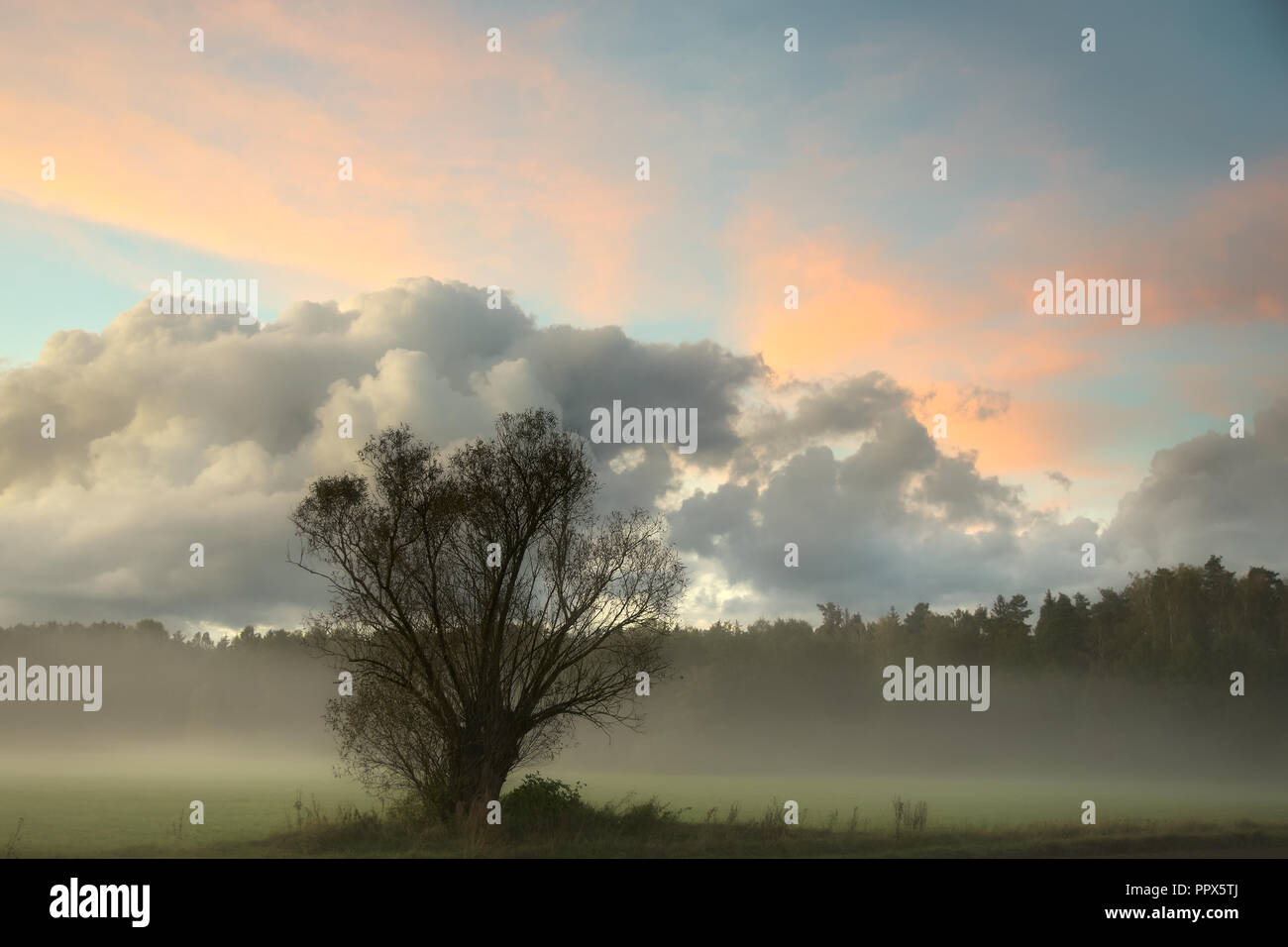 Lone tree in foggy field hi-res stock photography and images - Alamy