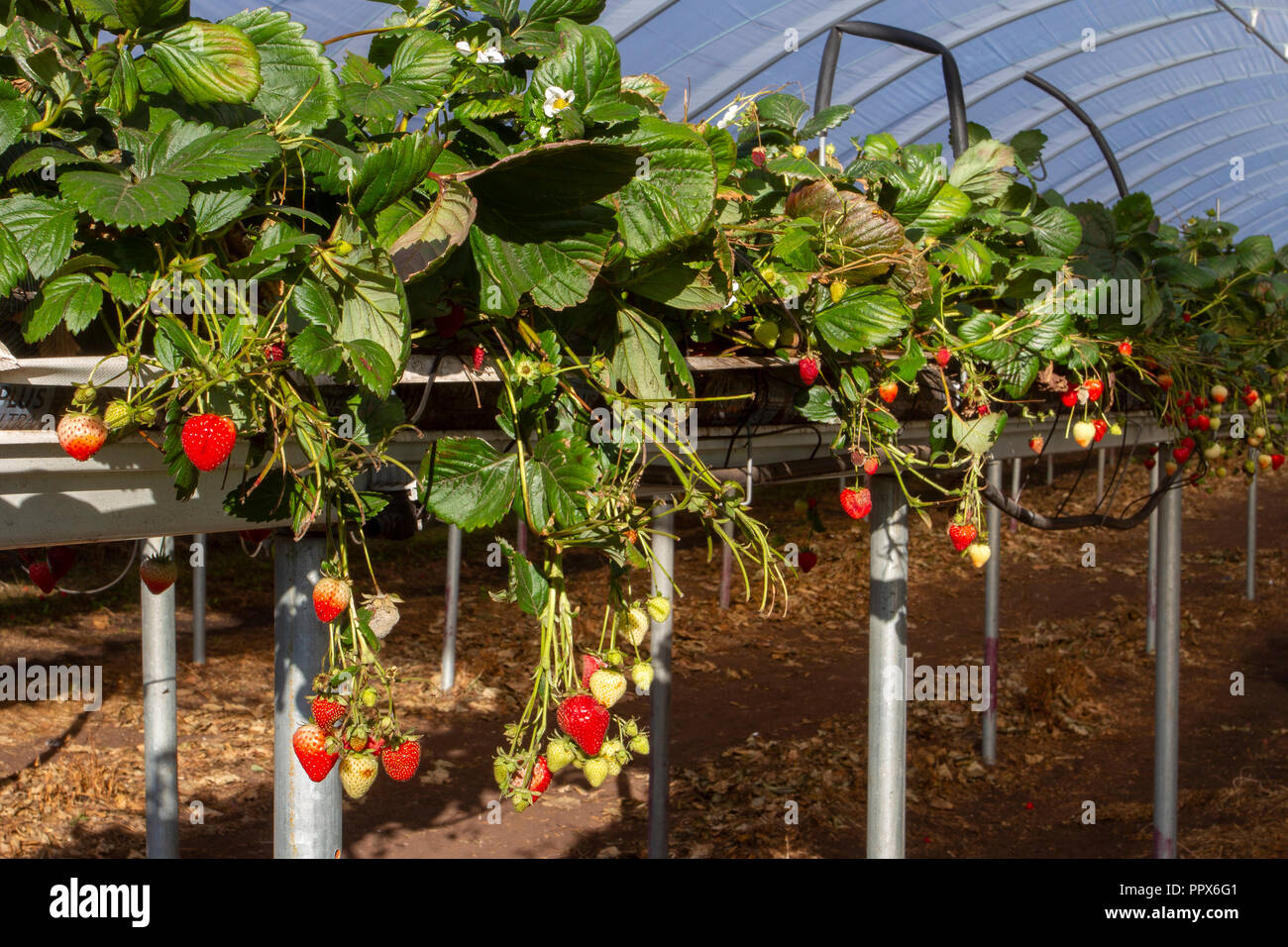 Commercial everbearing Strawberry plants fruits growing in polytunnels