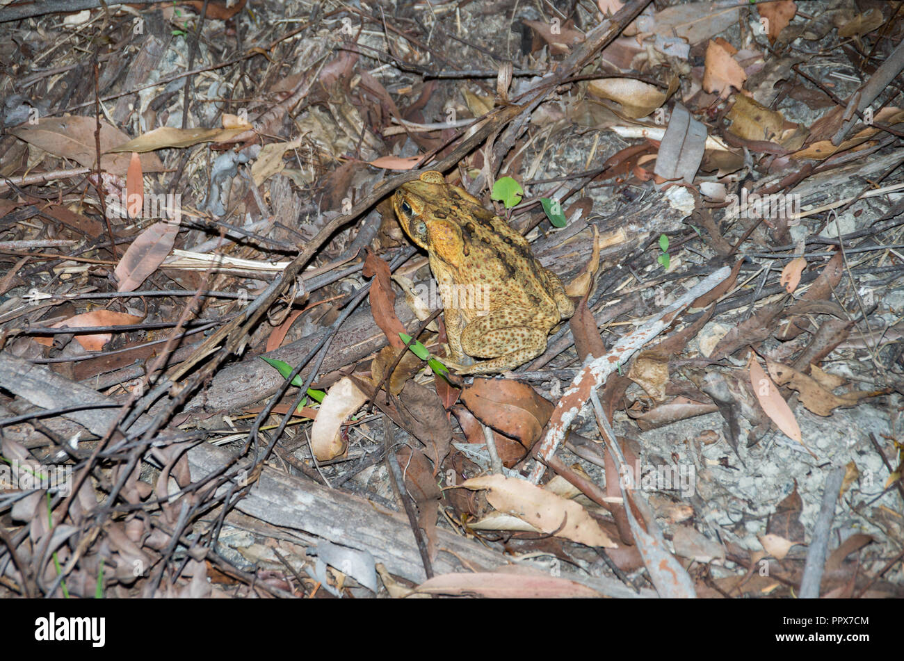 Cane Toad at Night in the sunshine coast hinterland Stock Photo Alamy