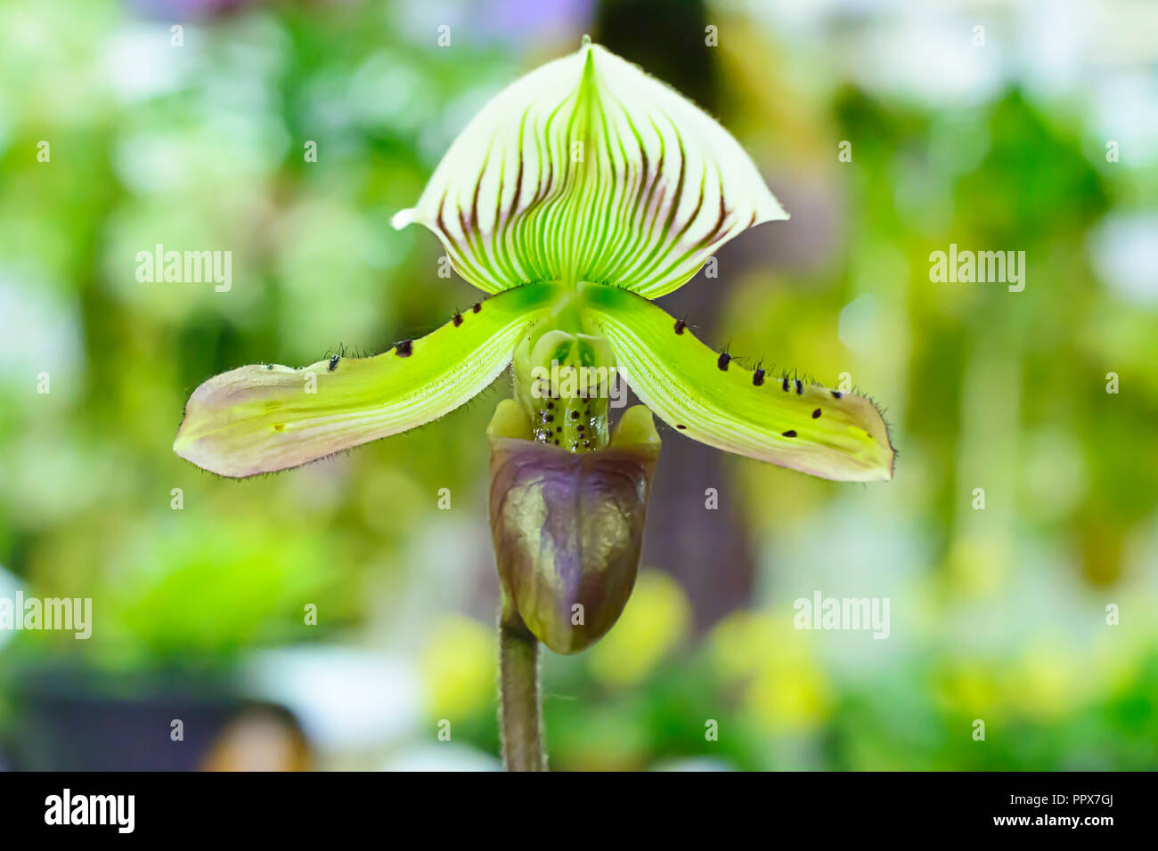 Paphiopedilum, often called the Venus slipper, is a genus of the Lady slipper orchid subfamily Cypripedioideae of the flowering plant family Orchidace Stock Photo