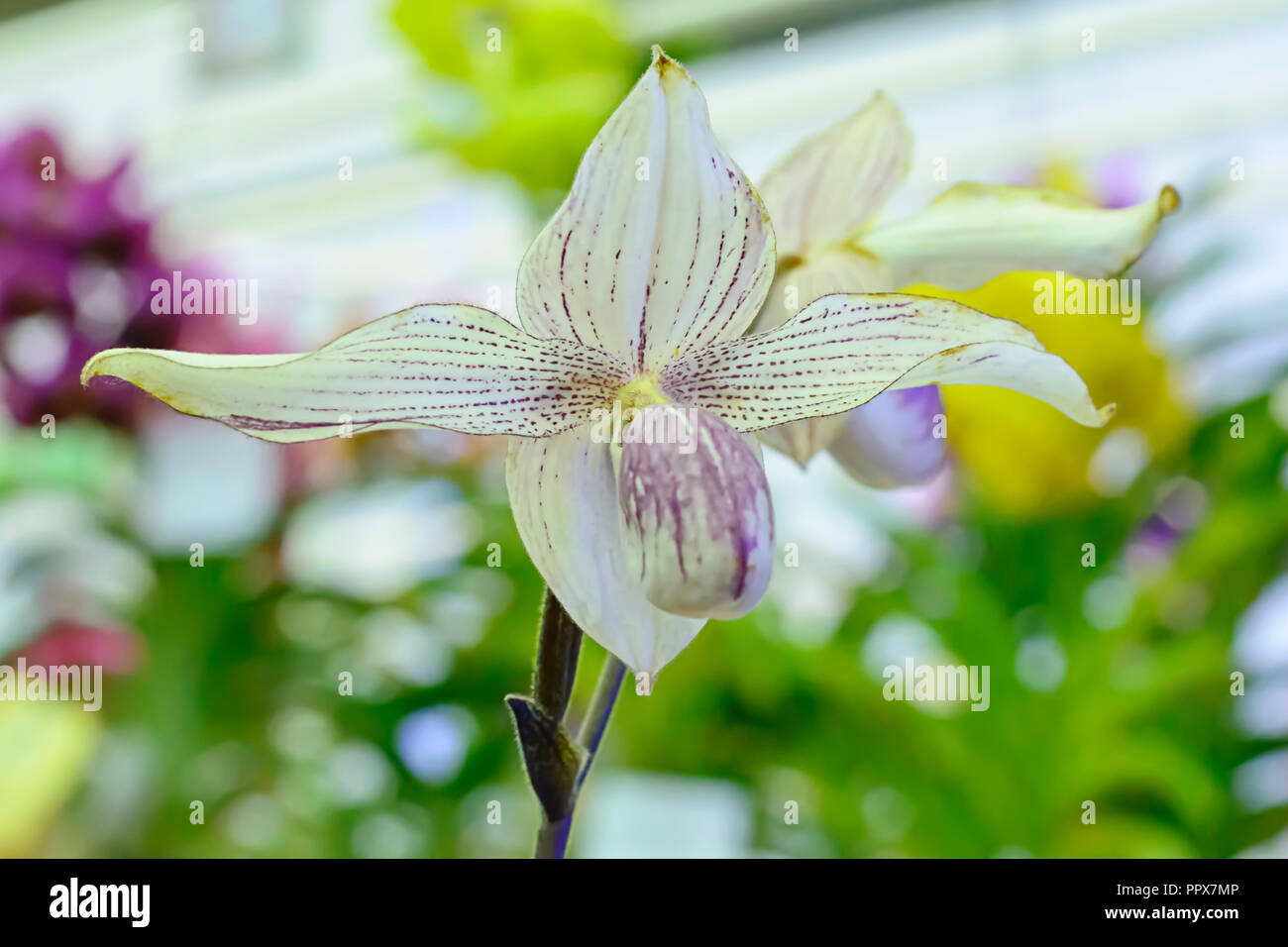 Paphiopedilum, often called the Venus slipper, is a genus of the Lady slipper orchid subfamily Cypripedioideae of the flowering plant family Orchidace Stock Photo