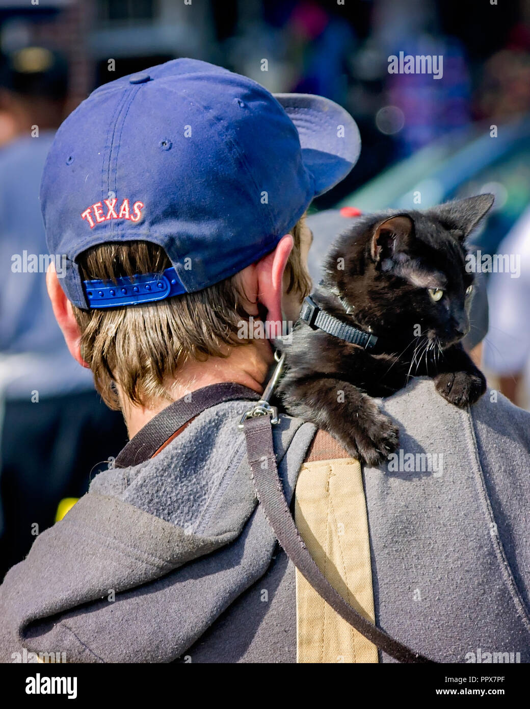 A man wearing a Texas cap and a hoodie carries a black cat wearing a harness on his shoulder, Nov. 15, 2015, in New Orleans, Louisiana. Stock Photo