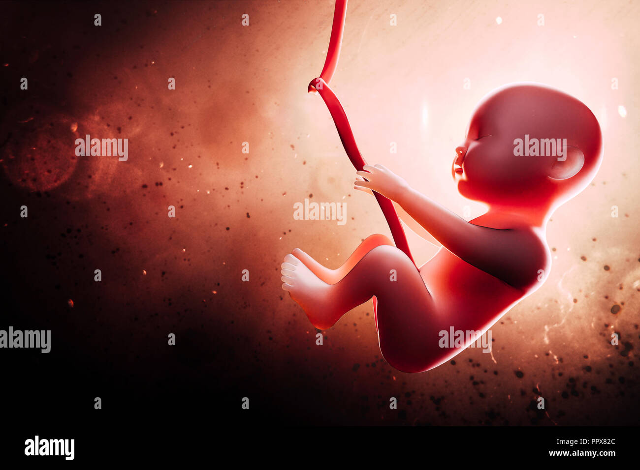 3d human fetus inside the womb Stock Photo