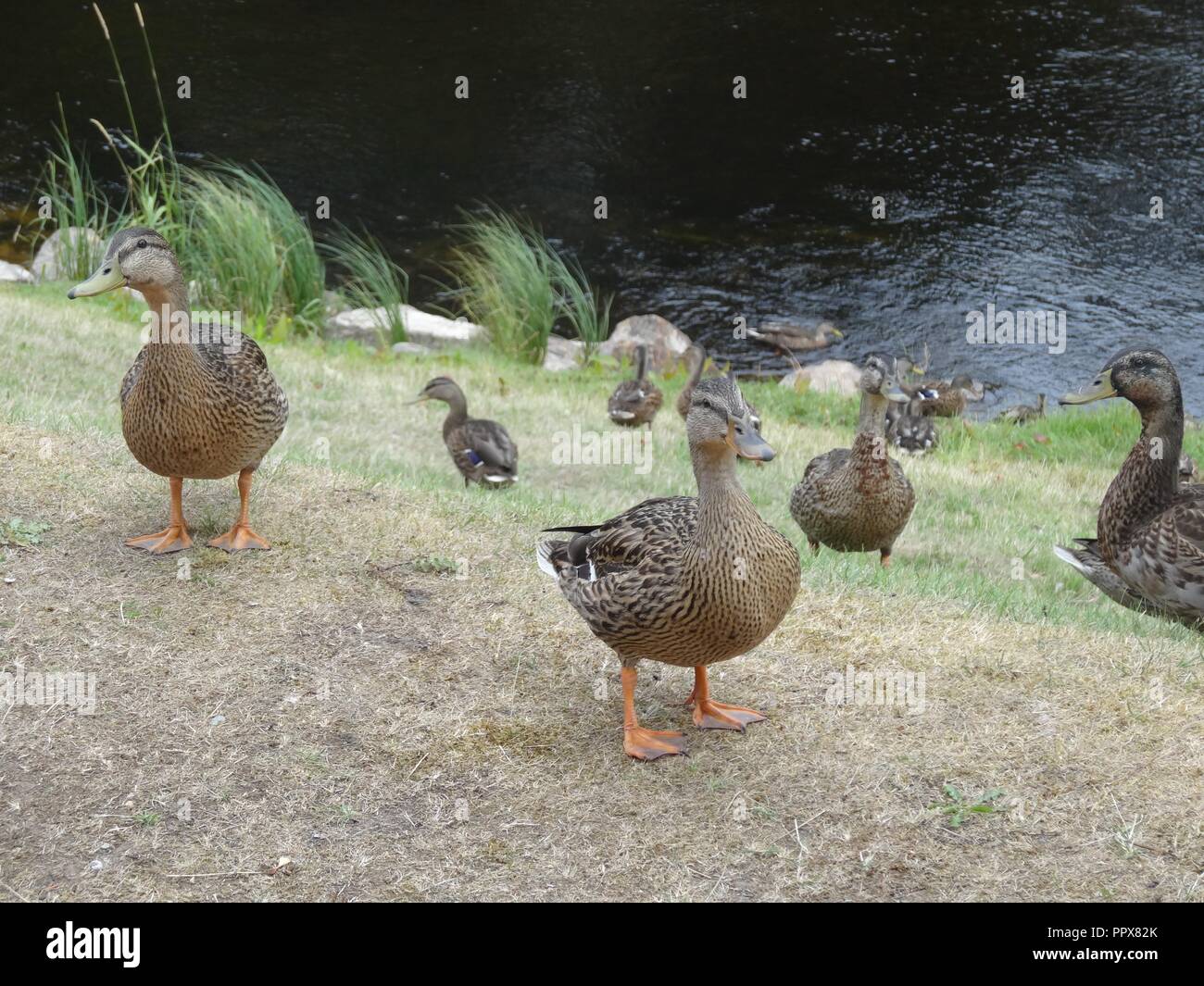 Ducks on The Banks of The River Spey, Aviemore, Highlands of Scotland Stock Photo