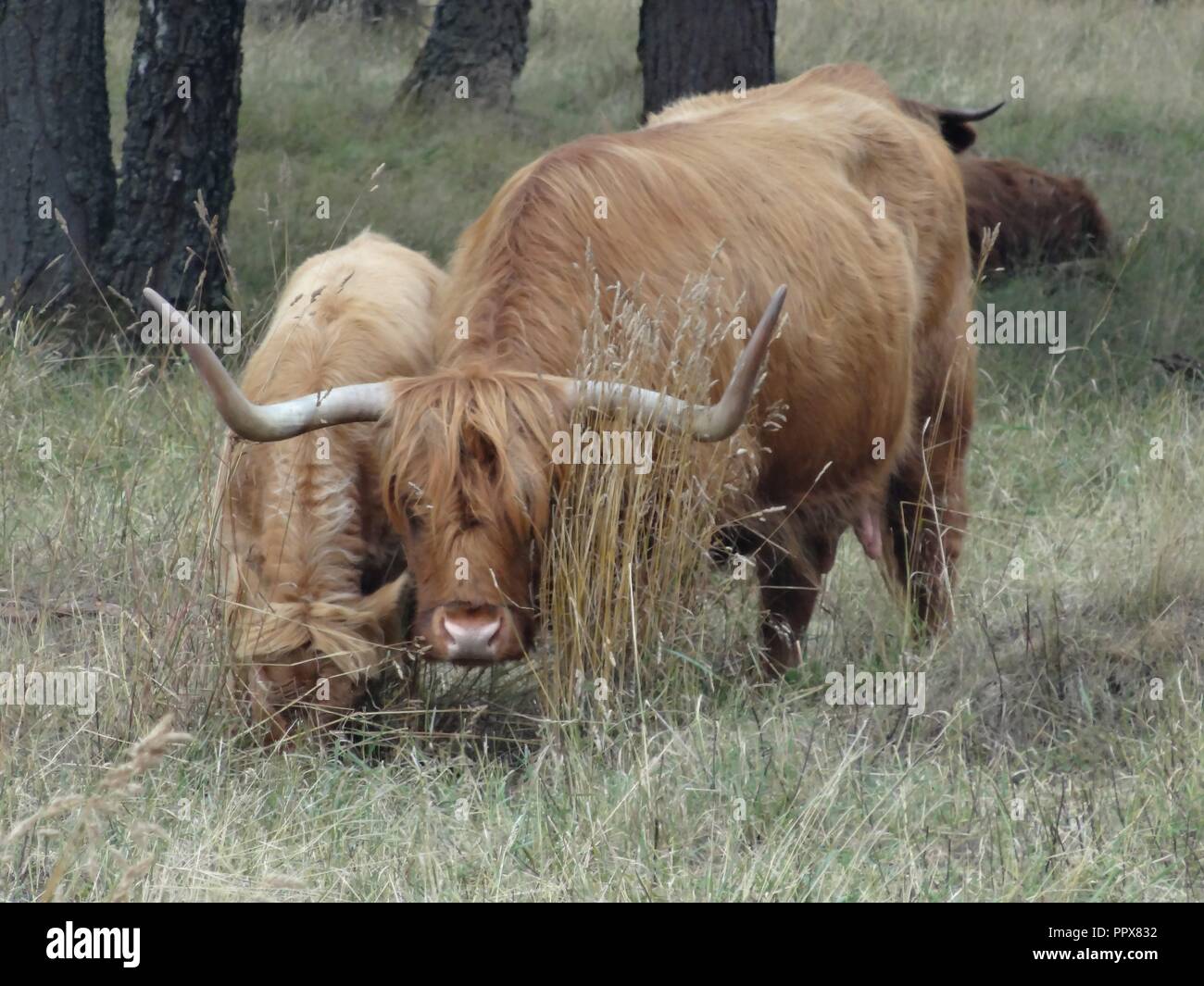 Highland Cattle, Aviemore, Highlands of Scotland Stock Photo