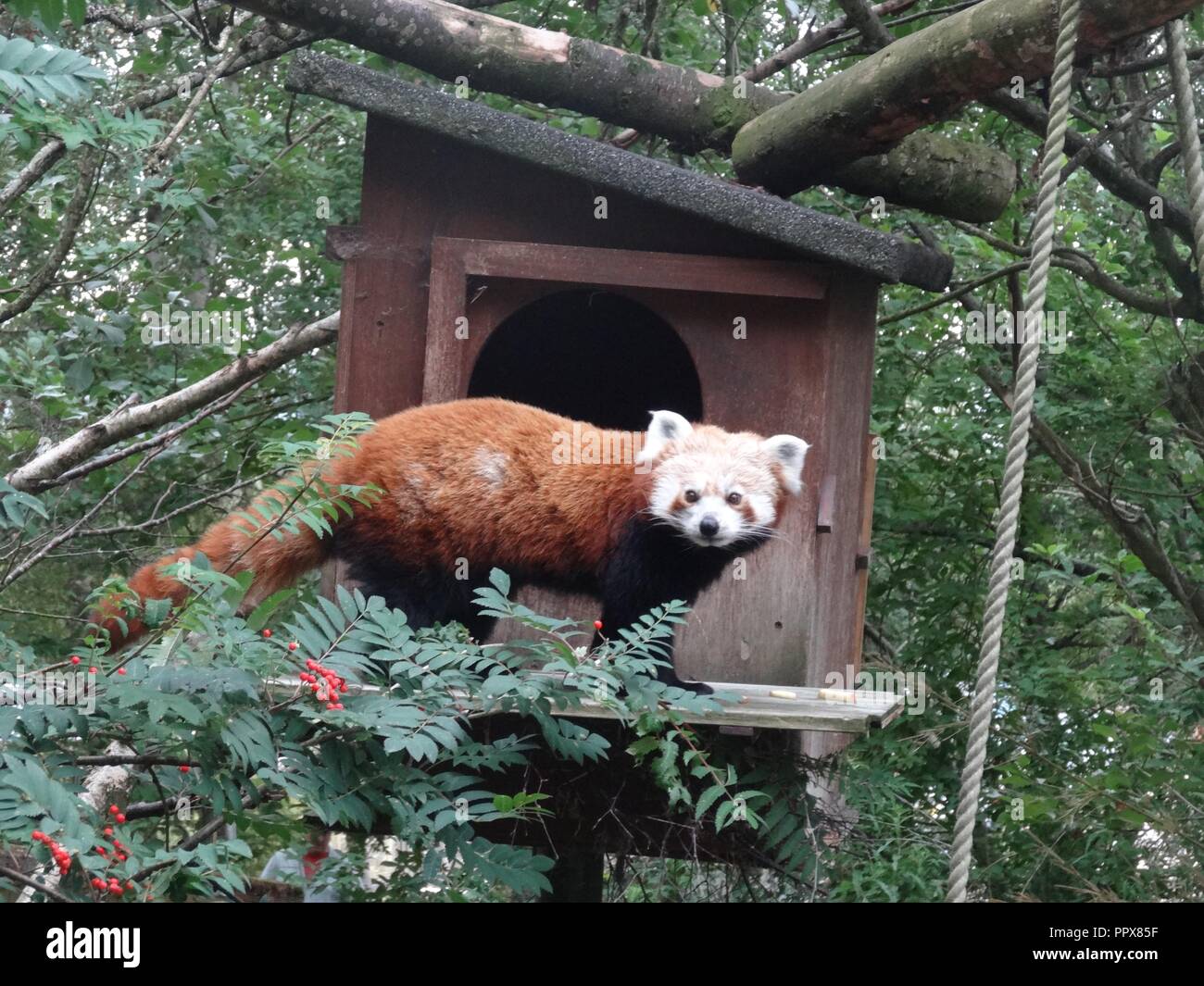 Red Panda, The Highland Wildlife Park, Kingussie, Highland, Scotland Stock Photo