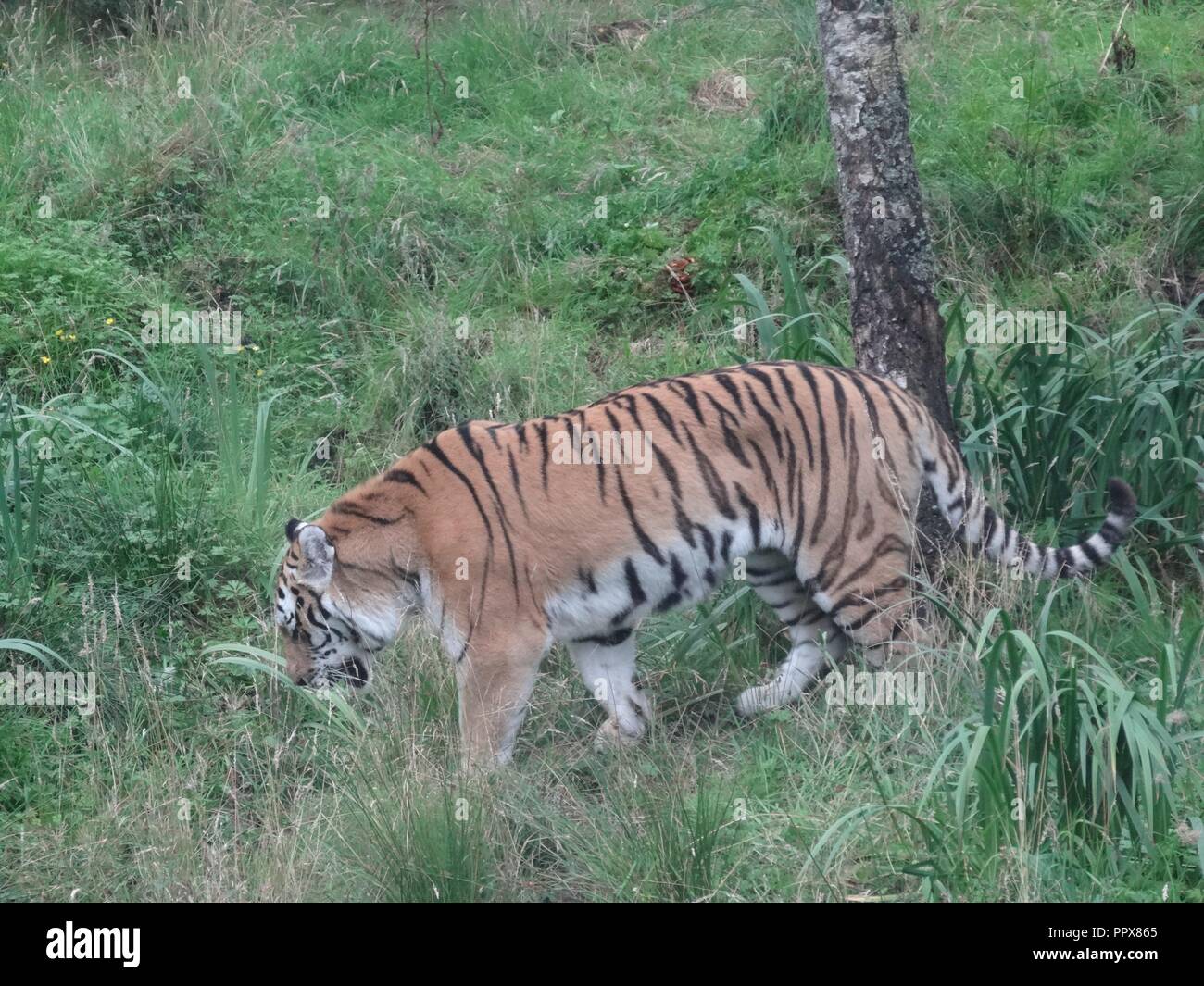 Amur Tiger, The Highland Wildlife Park, Kingussie, Highland, Scotland Stock Photo