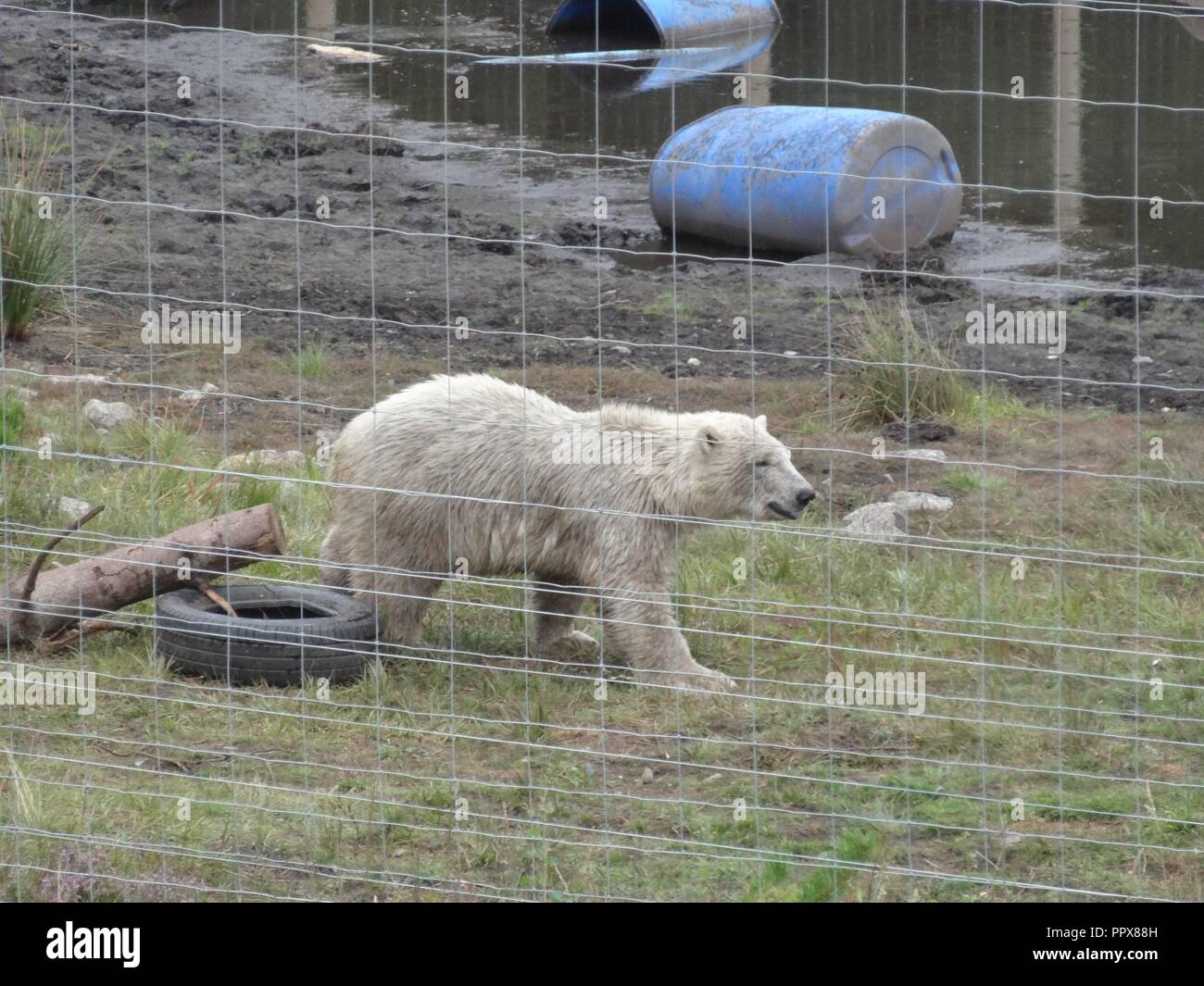 'Hamish' The Baby Polar Bear, The Highland Wildlife Park, Kingussie, Highland, Scotland Stock