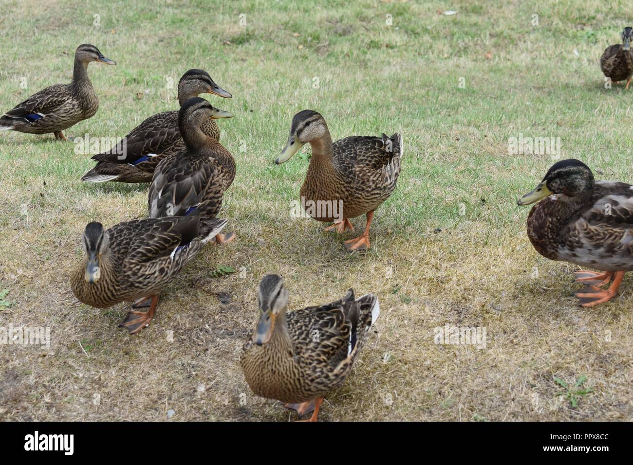 Ducks on The Banks of The River Spey, Aviemore, Highlands of Scotland Stock Photo