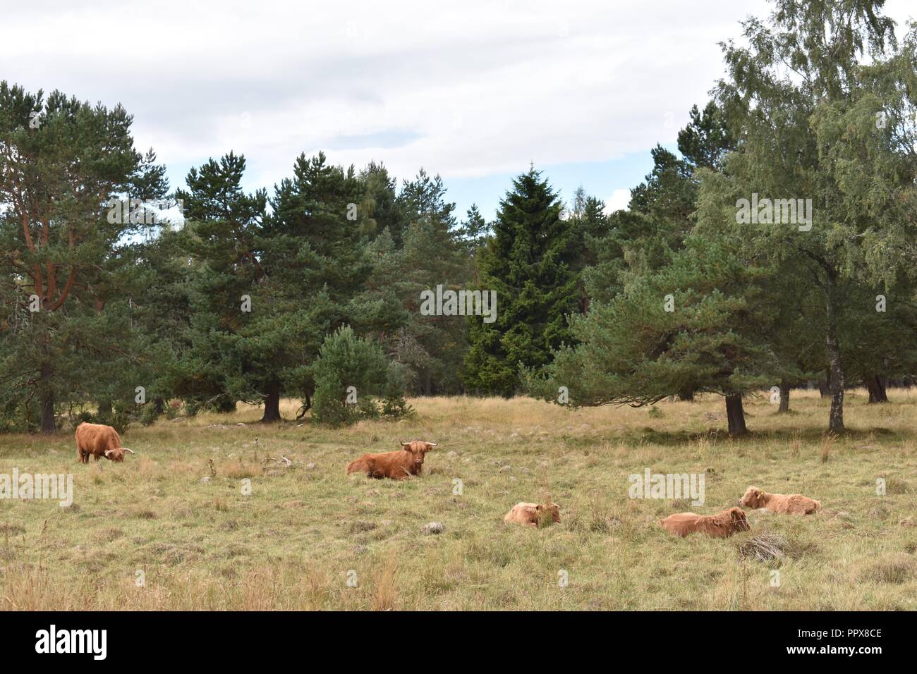 Highland Cattle, Aviemore, Highlands of Scotland Stock Photo