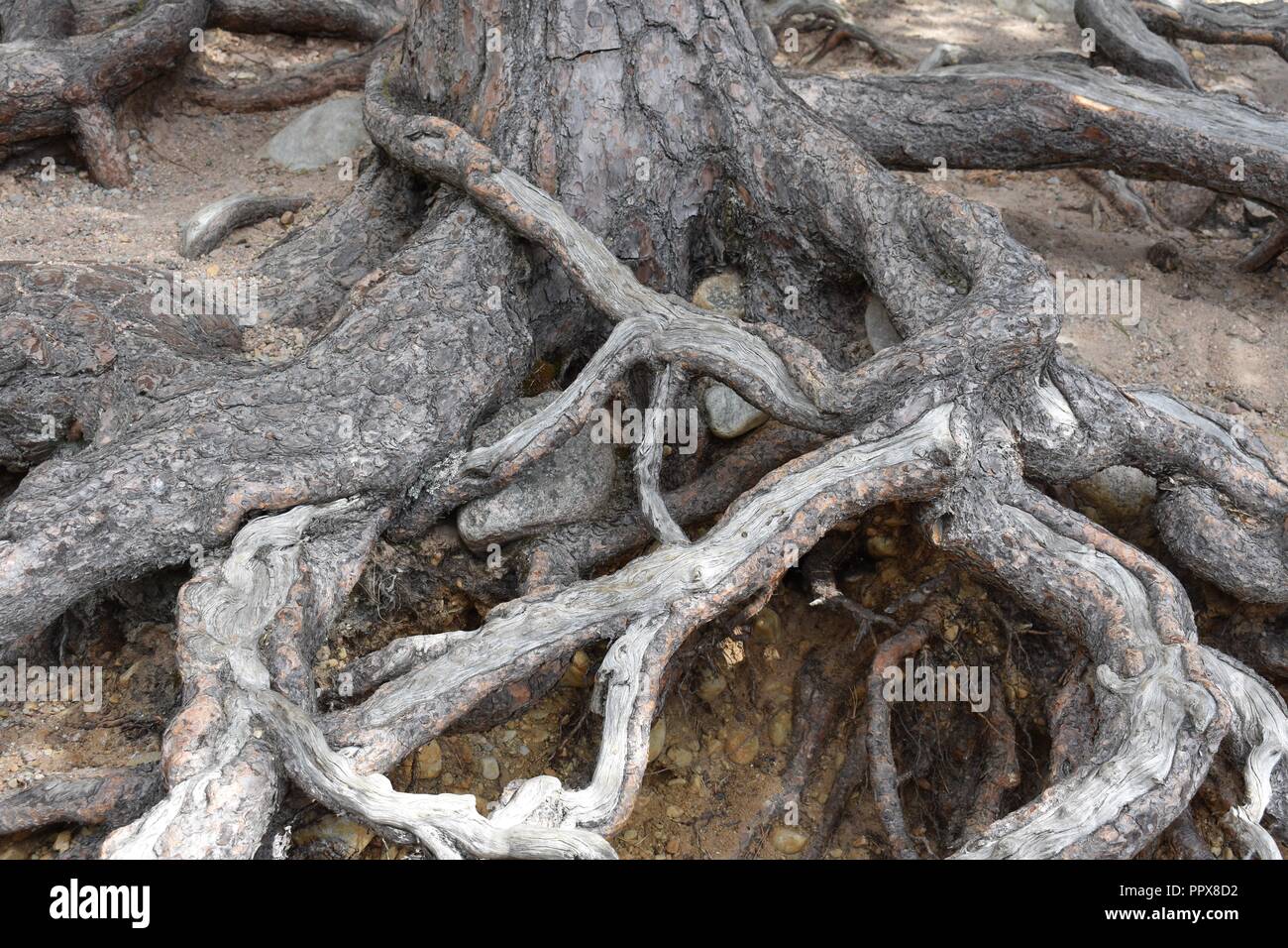 Twisting tree roots hi-res stock photography and images - Alamy