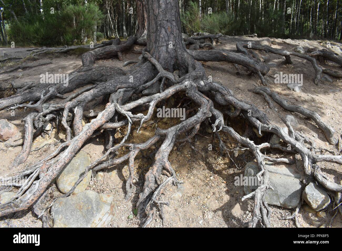 Twisting tree roots hi-res stock photography and images - Alamy