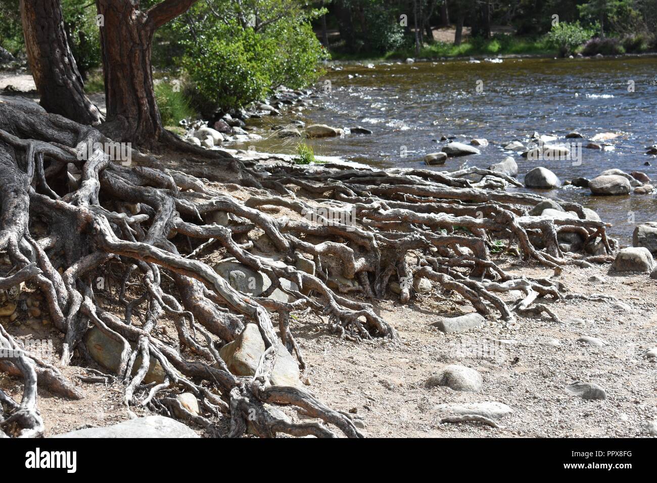 Twisting tree roots hi-res stock photography and images - Alamy