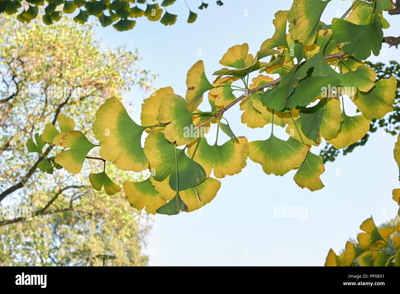 Ginkgo biloba leaves turning to yellow in autumn Stock Photo Alamy