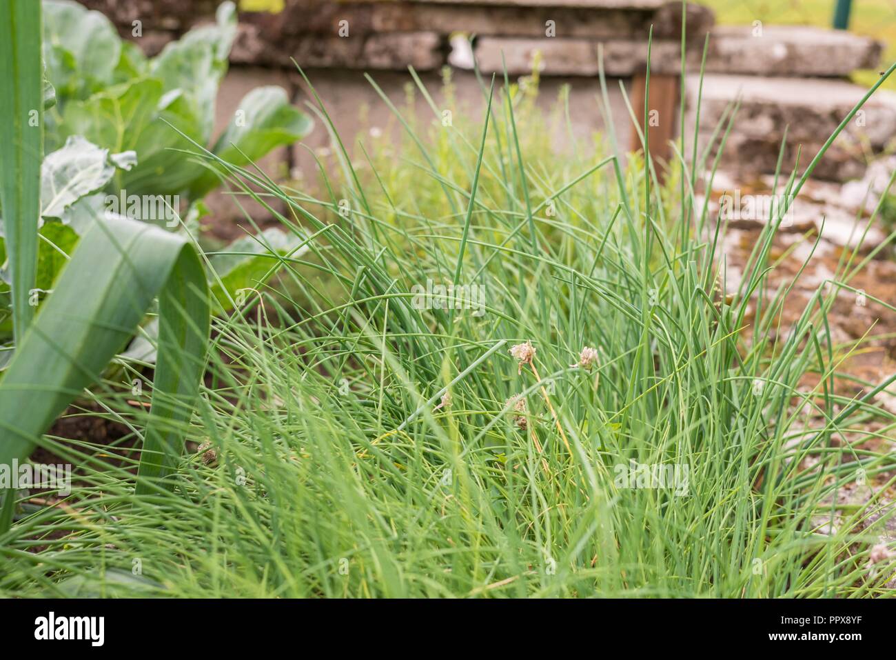 Sustainable cut flowers hires stock photography and images Alamy