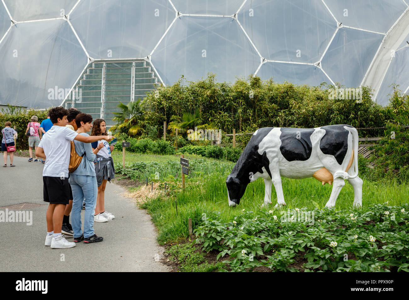 Visitors looking at a fibreglass cow in front of the biomes at The Eden Project, Cornwall Stock Photo