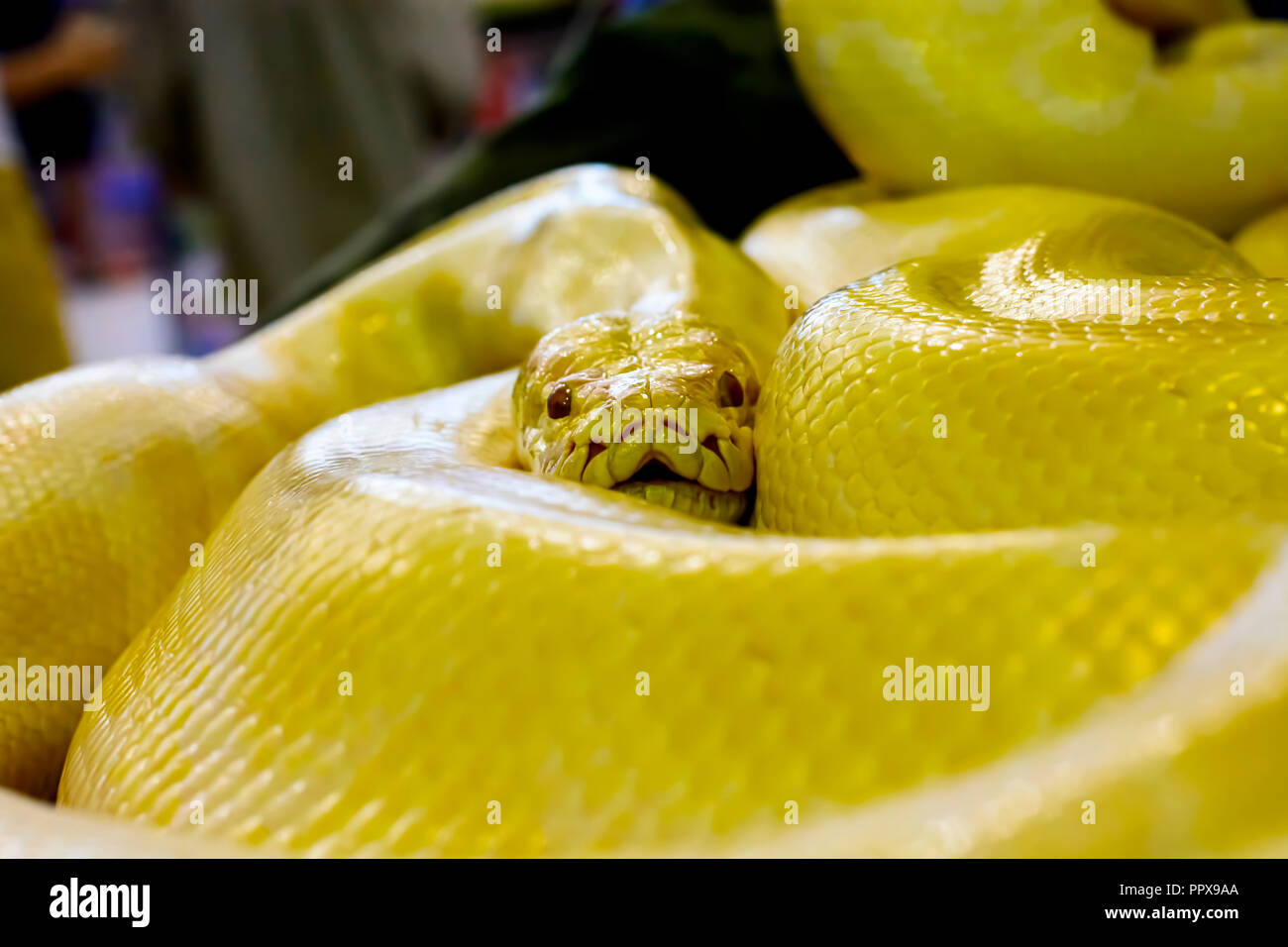 Albino Burmese python as a pet tame Stock Photo - Alamy