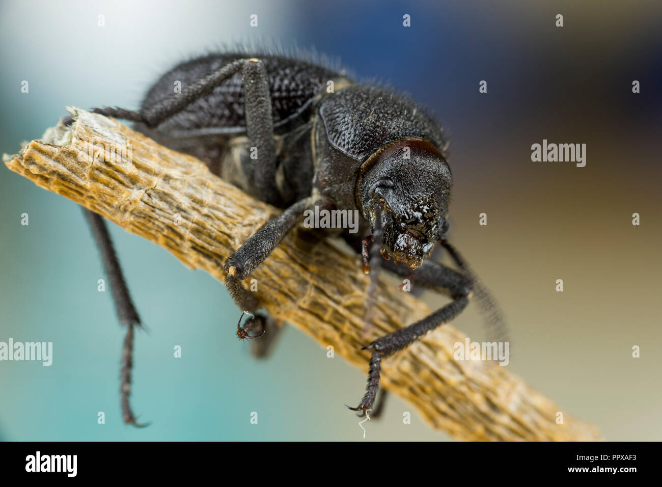 Black Scarab Beetle found in a garden between sand and dead leaves, Stock Photo