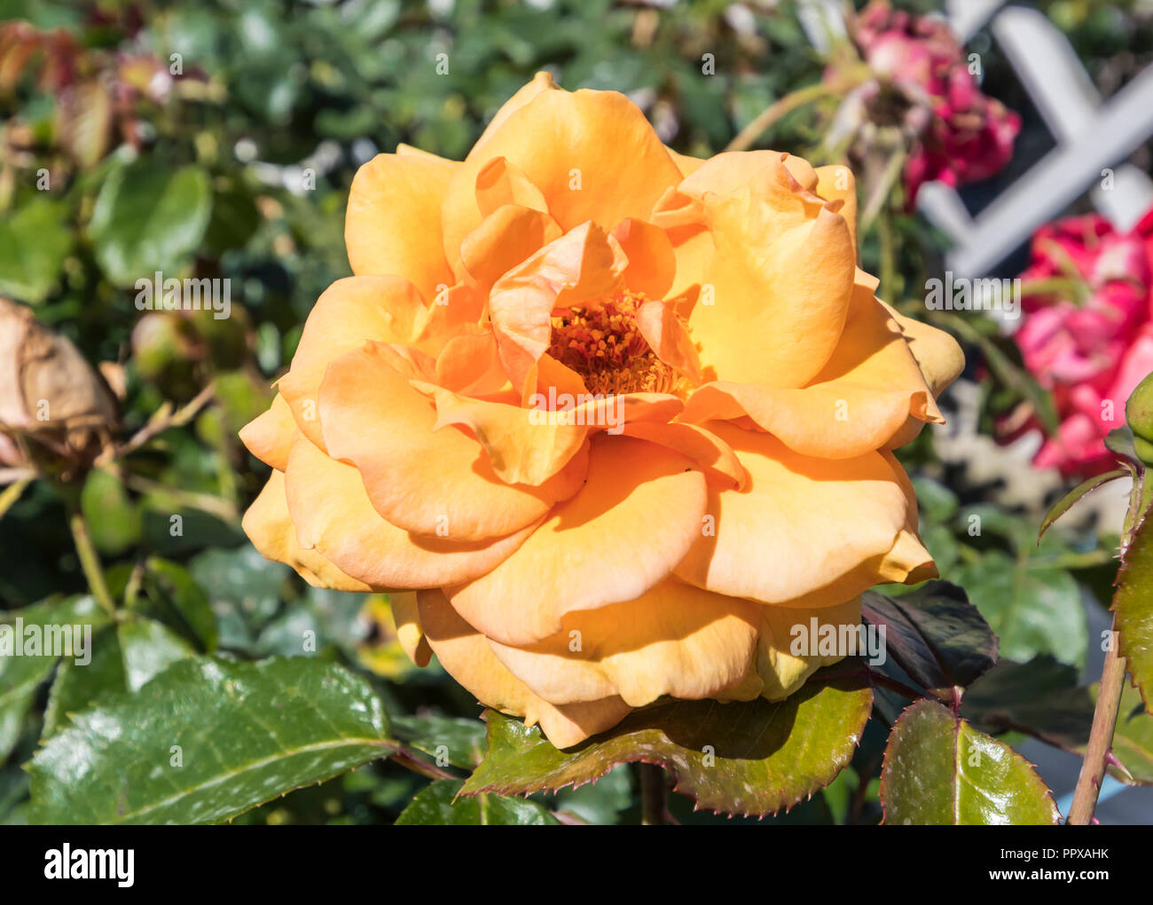 Orange Hybrid Tea Simply The Best Deciduous Bush Rose Aka Rosa Simply The Best Rose Macamster In Summer In The Uk Stock Photo Alamy
