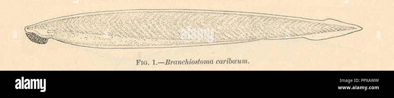 Branchiostoma caribaeum. Stock Photo