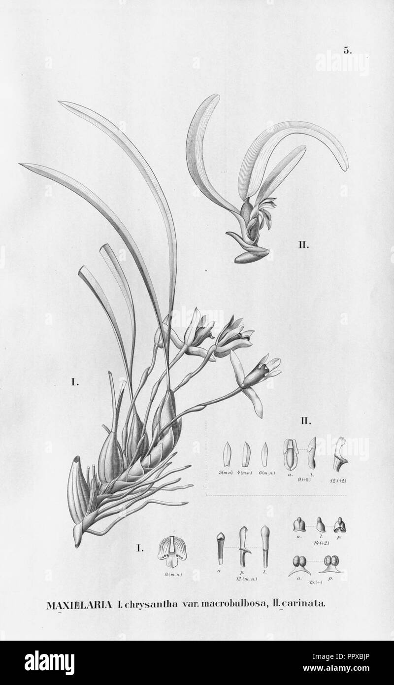 Brasiliorchis chrysantha (as Maxillaria chrysantha var. macrobulbosa) - Camaridium carinatum (as syn. Maxillaria carinata) - Fl.Br.3-6-005. Stock Photo
