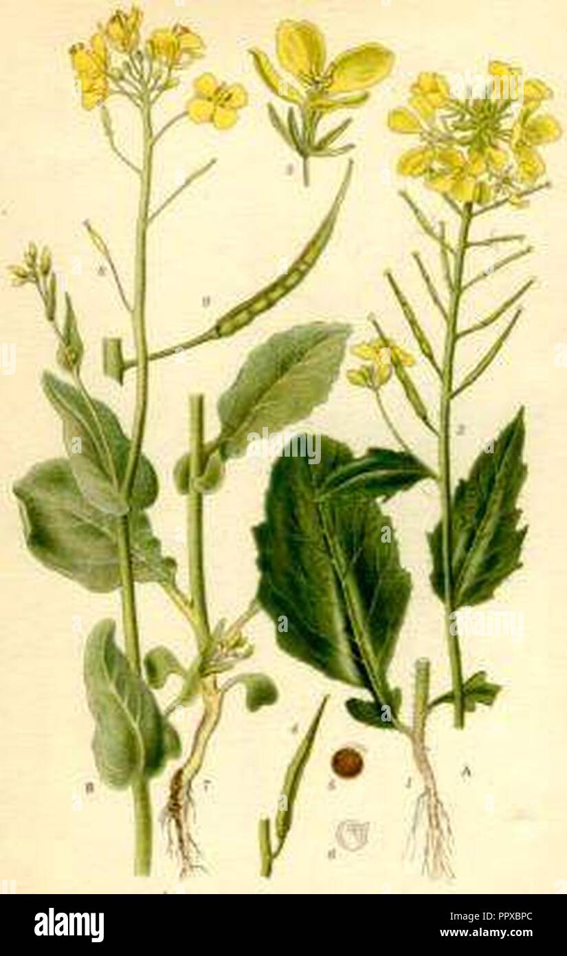 Brassica campestris hires stock photography and images Alamy