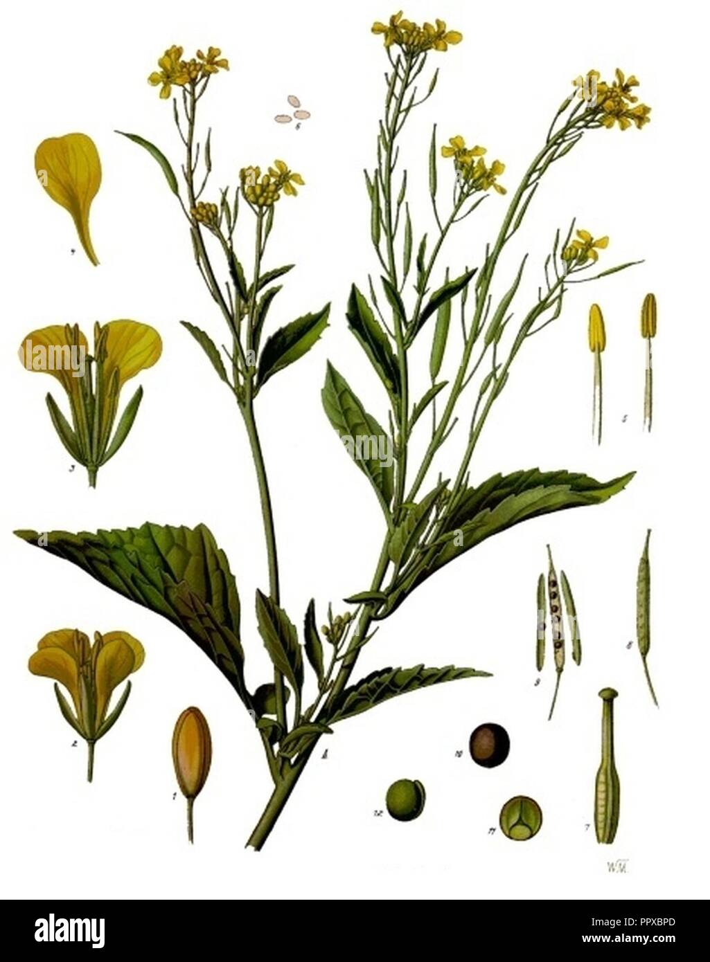 Brassica juncea - Köhler–s Medizinal-Pflanzen-168. Stock Photo