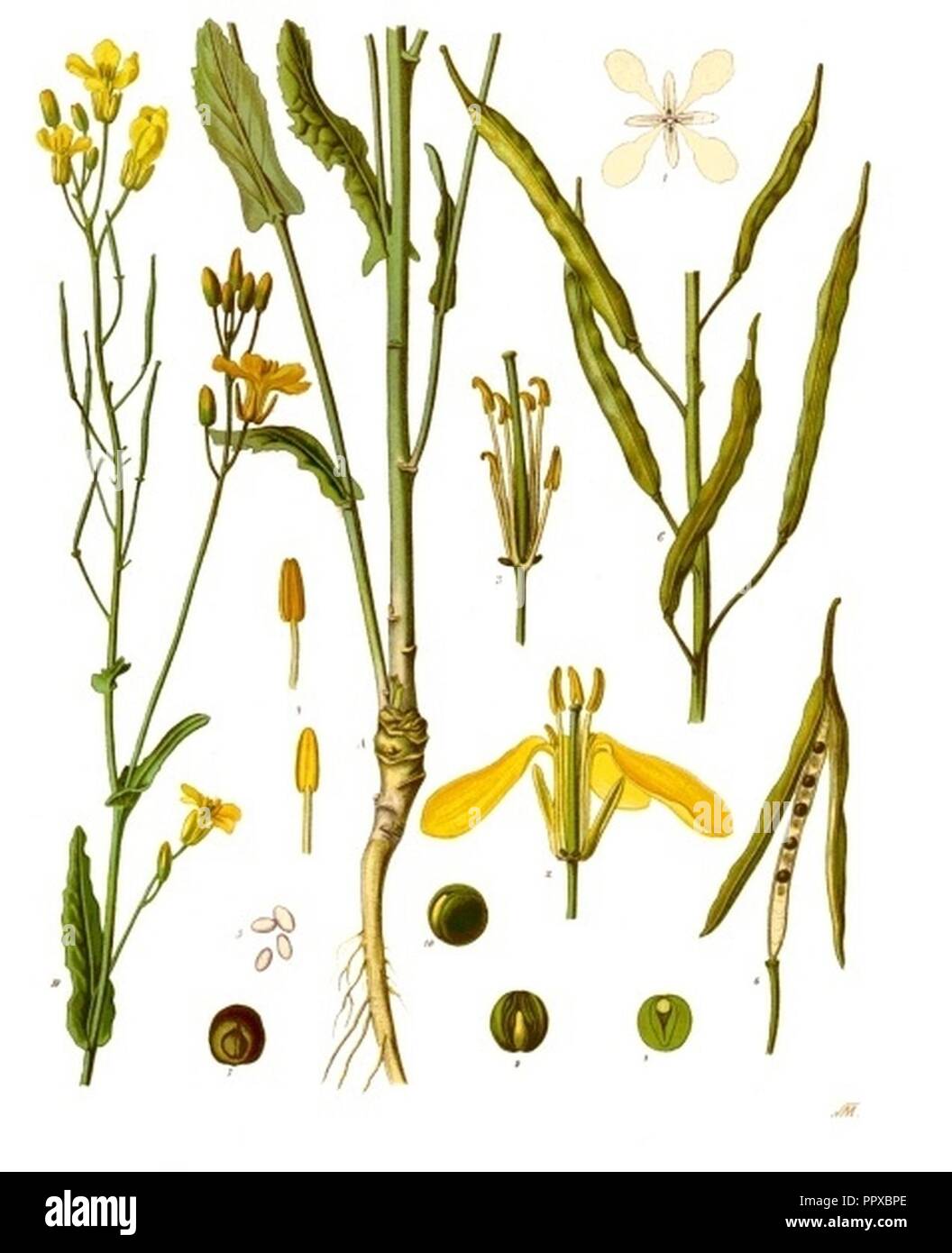 Brassica napus - Köhler–s Medizinal-Pflanzen-169. Stock Photo