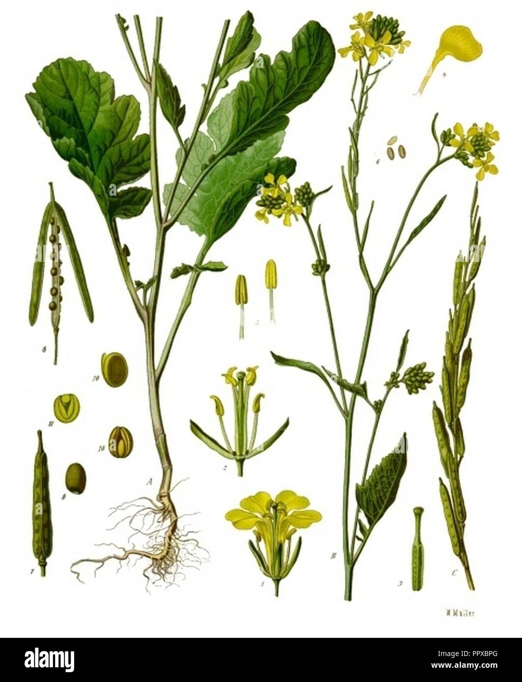Brassica nigra - Köhler–s Medizinal-Pflanzen-170. Stock Photo