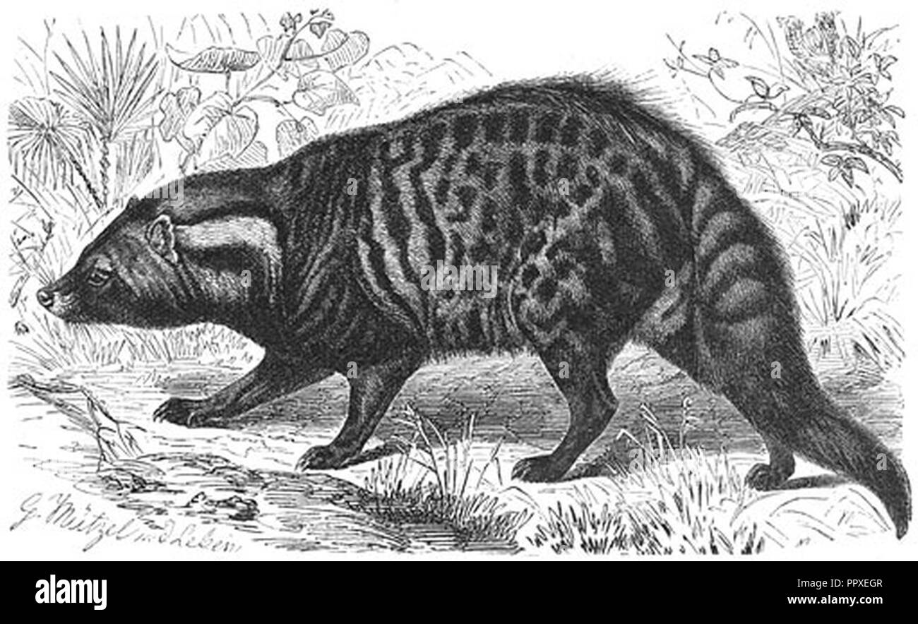 Civetkat hi-res stock photography and images - Alamy, image size:1300x884