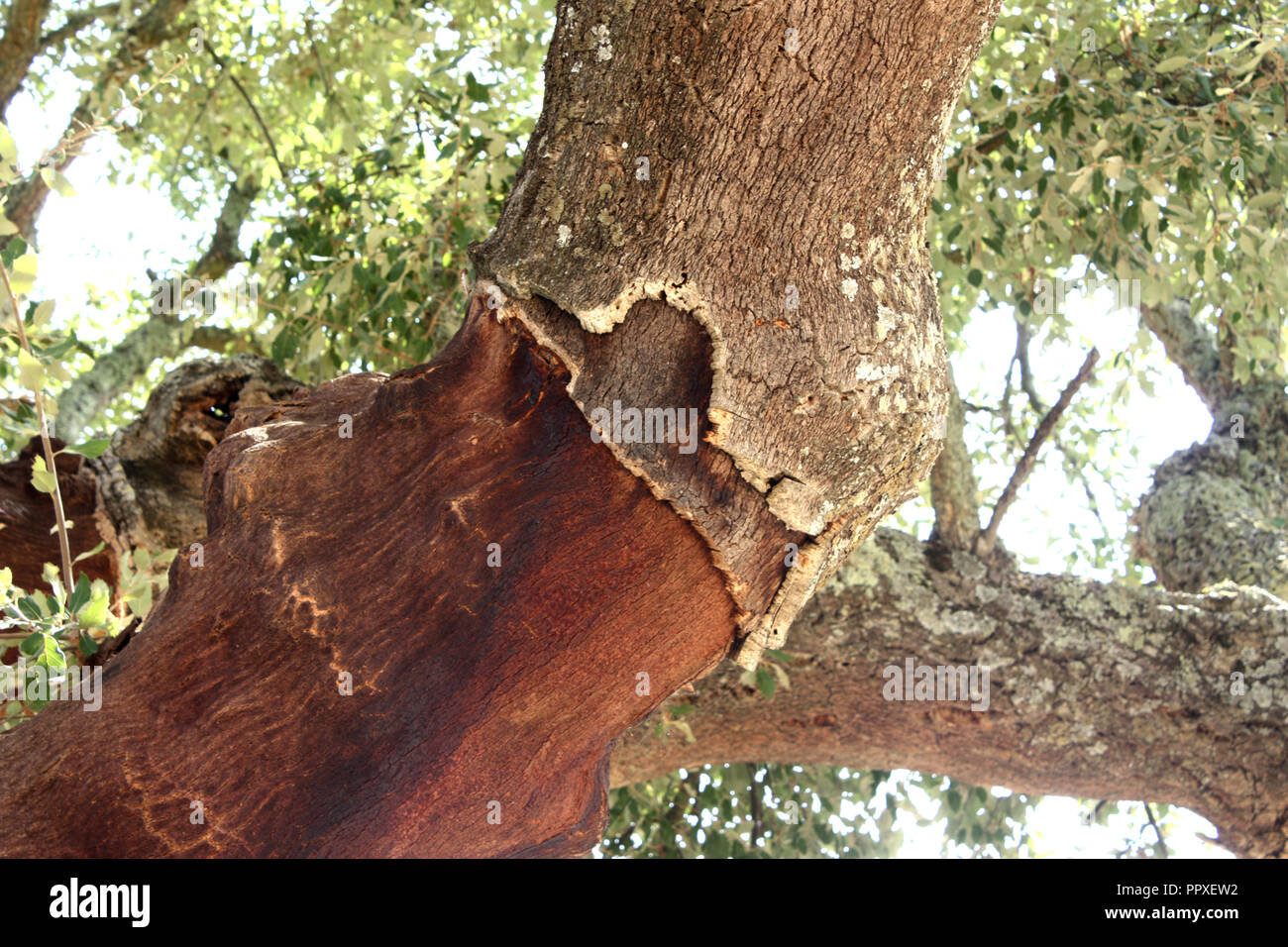 Picture showing how cork is stripped away from the trunk of a cork tree ...