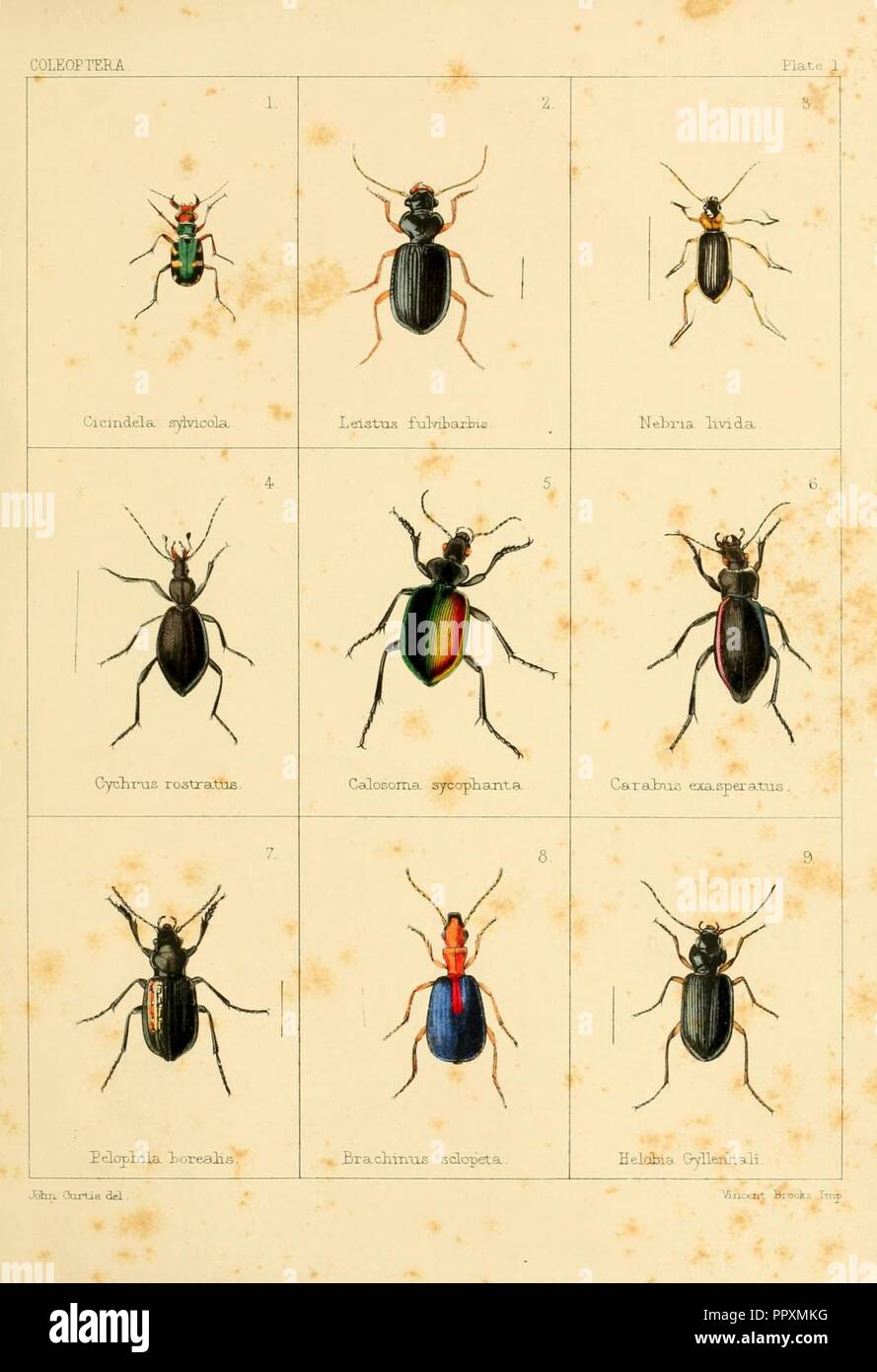 British beetles (Plate I Stock Photo Alamy