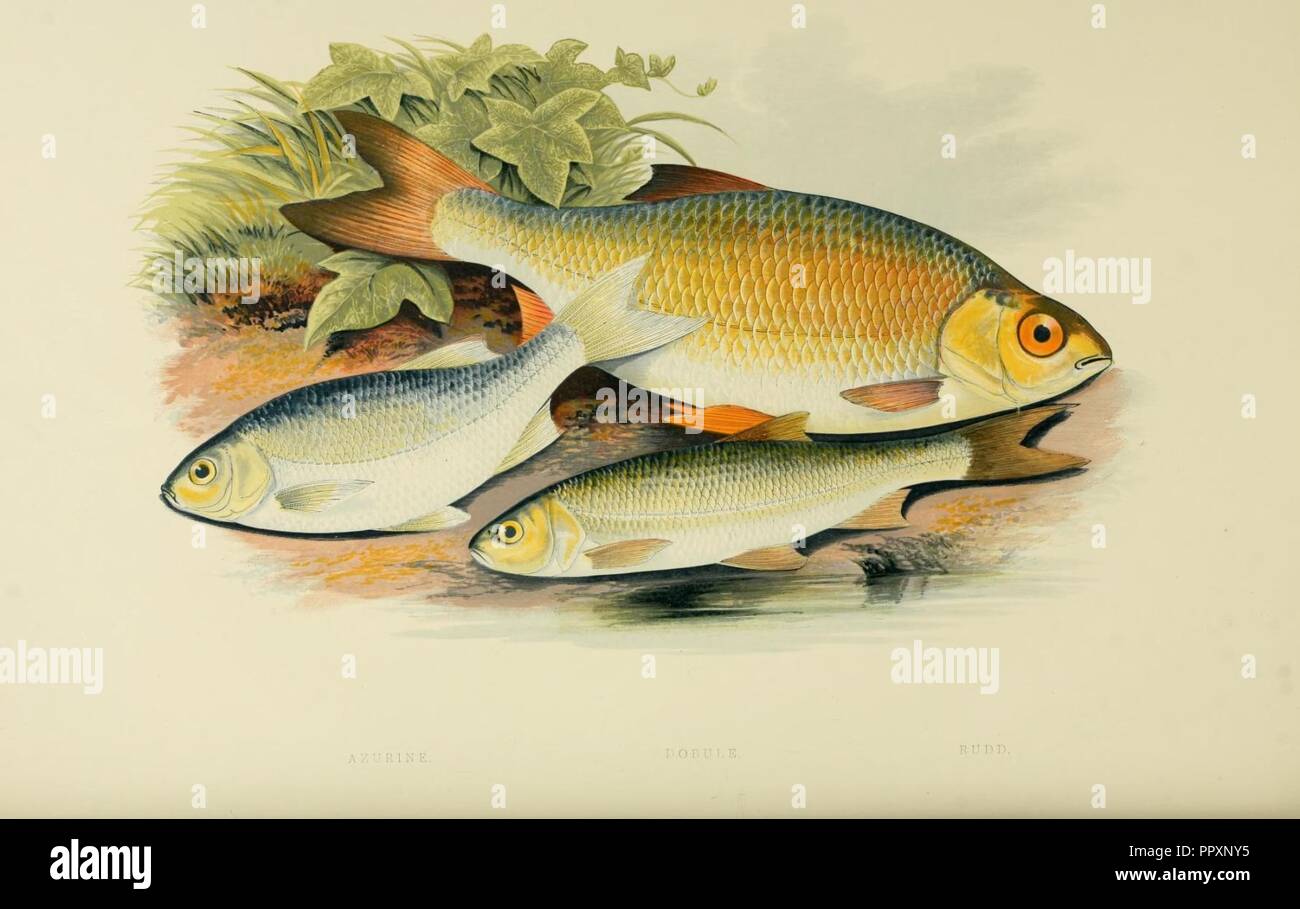 British fresh water fishes (Plate- Azurine, Dobule and Rudd Stock Photo ...