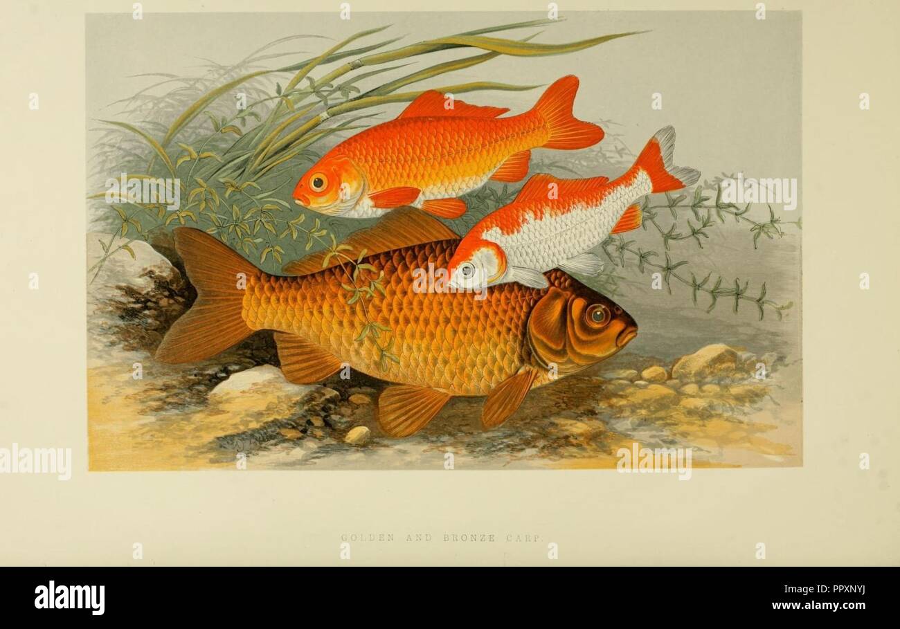 British fresh water fishes (Plate- Golden and Bronze carp) Stock Photo