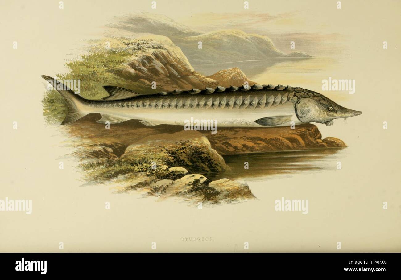 https://c8.alamy.com/comp/PPXP0X/british-fresh-water-fishes-plate-sturgeon-PPXP0X.jpg