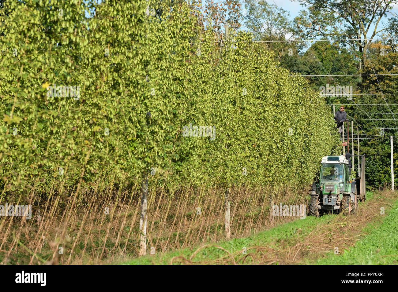 Stocks Farm, Suckley, Worcestershire - Friday 28th September 2018 -  EU seasonal workers from Poland and Bulgaria cutting hops ( Jester variety ) in the fine Autumn sunshine - after a long hot dry summer this years hop yield is down on previous years. Growers face uncertainty over next years labour force as Brexit negotiations continue. Photo Steven May / Alamy Live News Stock Photo