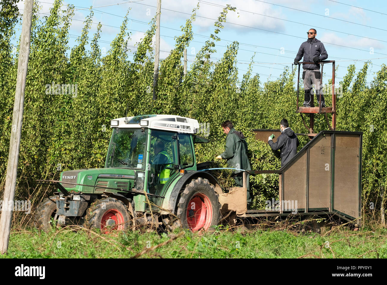 Stocks Farm, Suckley, Worcestershire - Friday 28th September 2018 -  EU seasonal workers from Poland and Bulgaria cutting hops ( Jester variety ) in the fine Autumn sunshine - after a long hot dry summer this years hop yield is down on previous years. Growers face uncertainty over next years labour force as Brexit negotiations continue. Photo Steven May / Alamy Live News Stock Photo