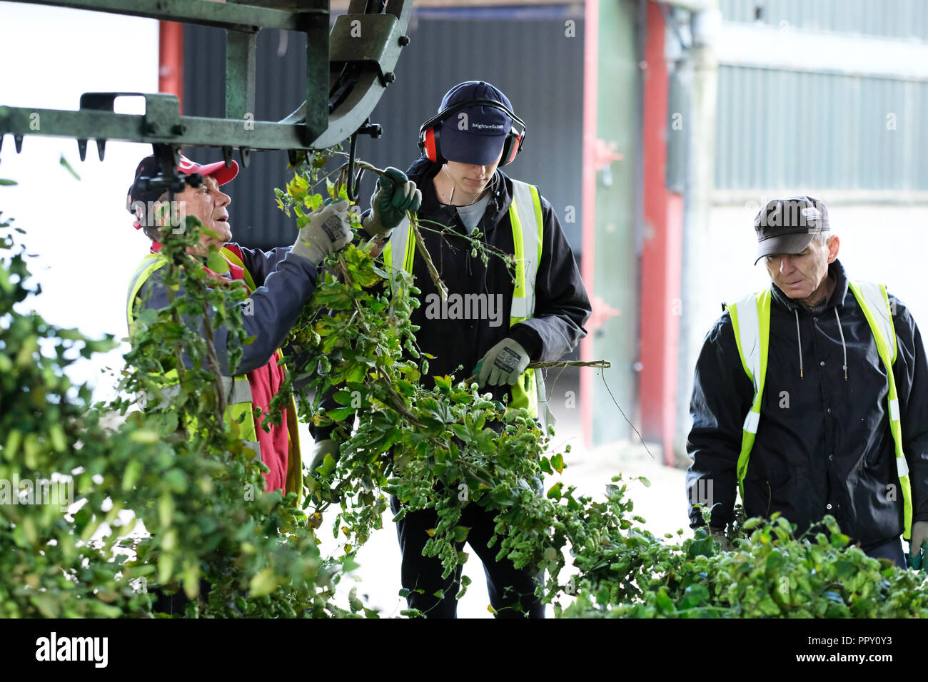 Cutting the bine hires stock photography and images Alamy