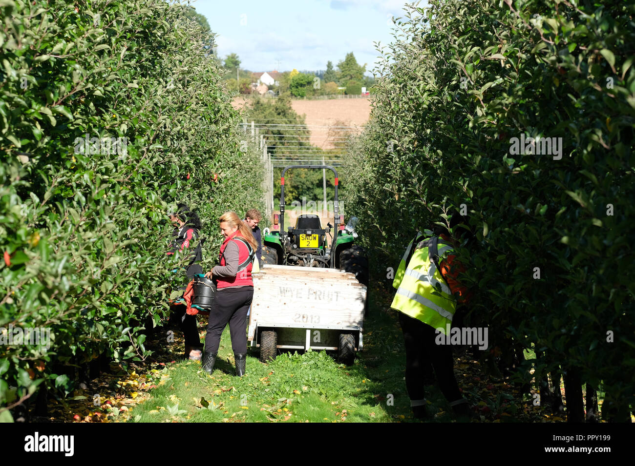 Seasonal workers hires stock photography and images Alamy