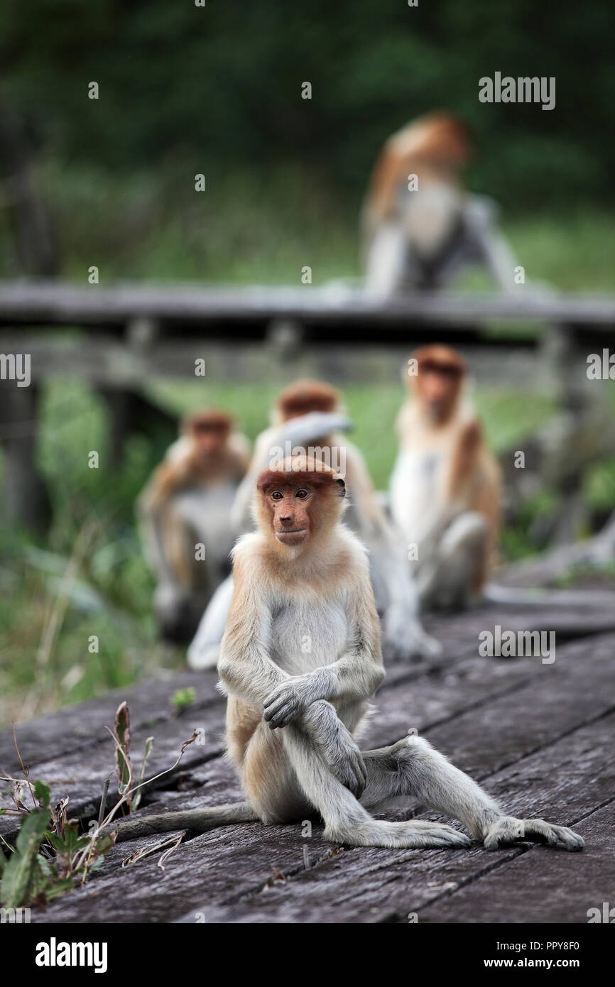 Proboscis monkeys at Labuk Bay in Sabah, Borneo Stock Photo - Alamy