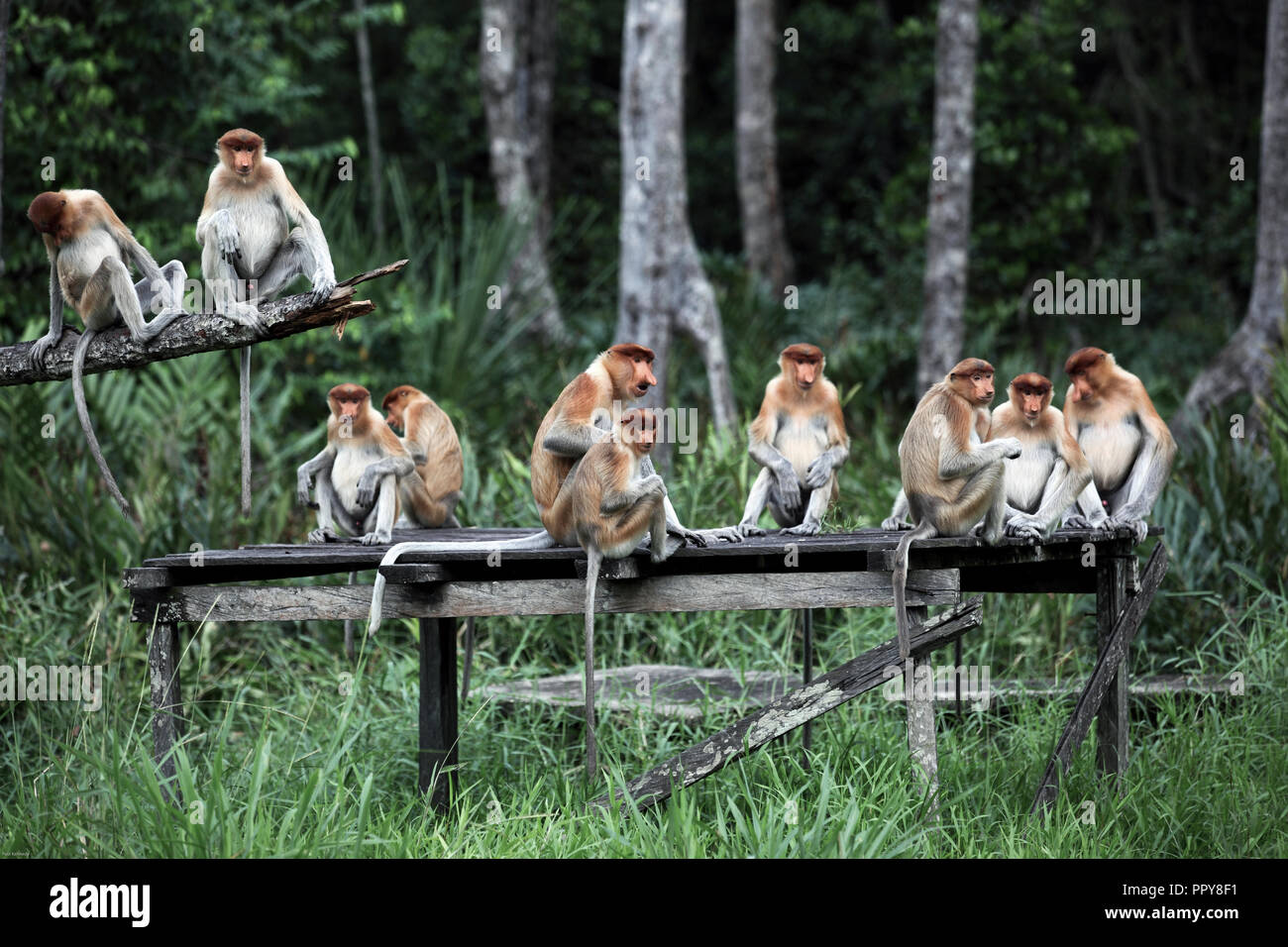 Proboscis monkeys at Labuk Bay in Sabah, Borneo Stock Photo - Alamy