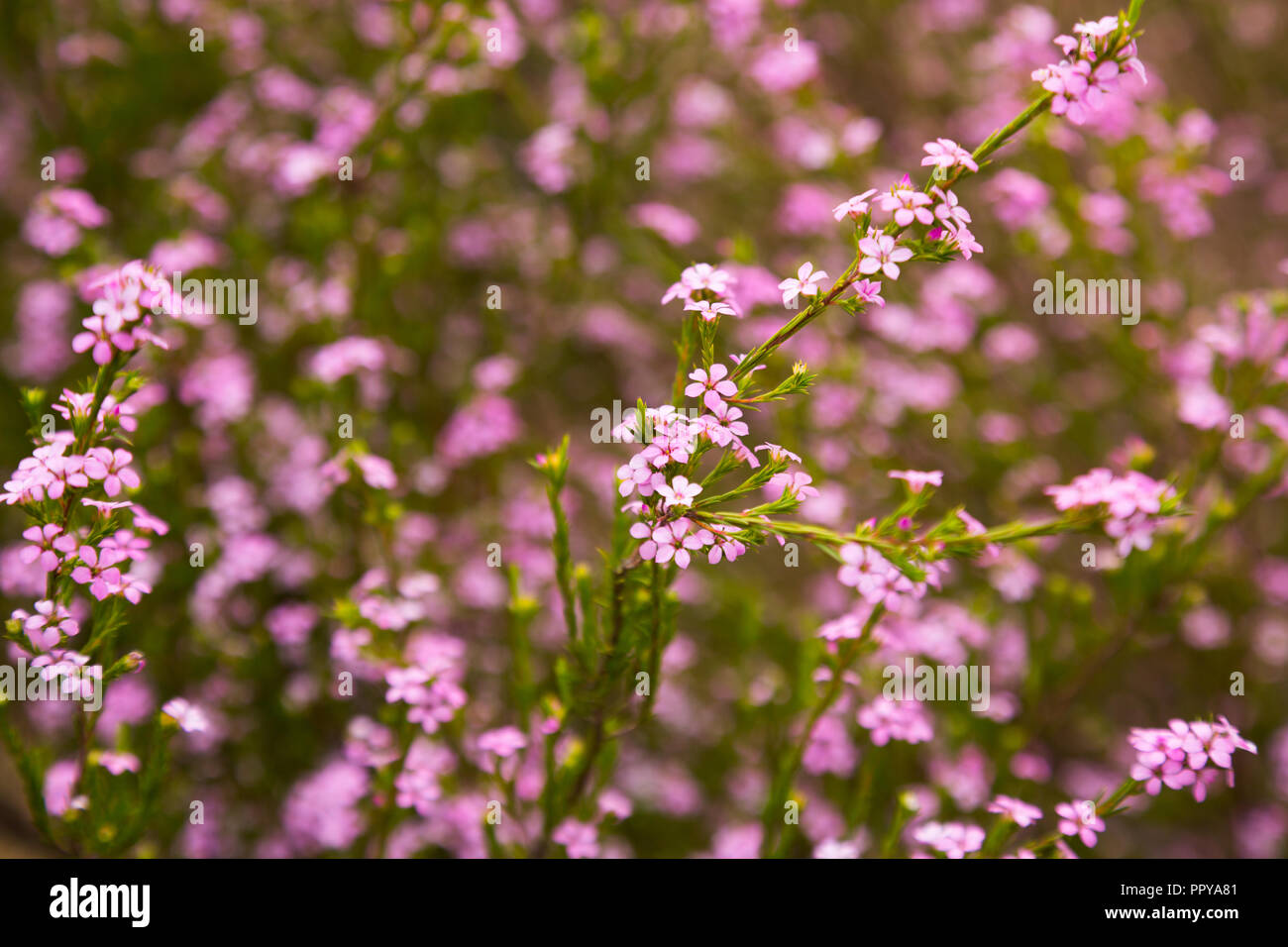 Close up of small pink flowers confetti bush coleonema pulchellum Stock Photo