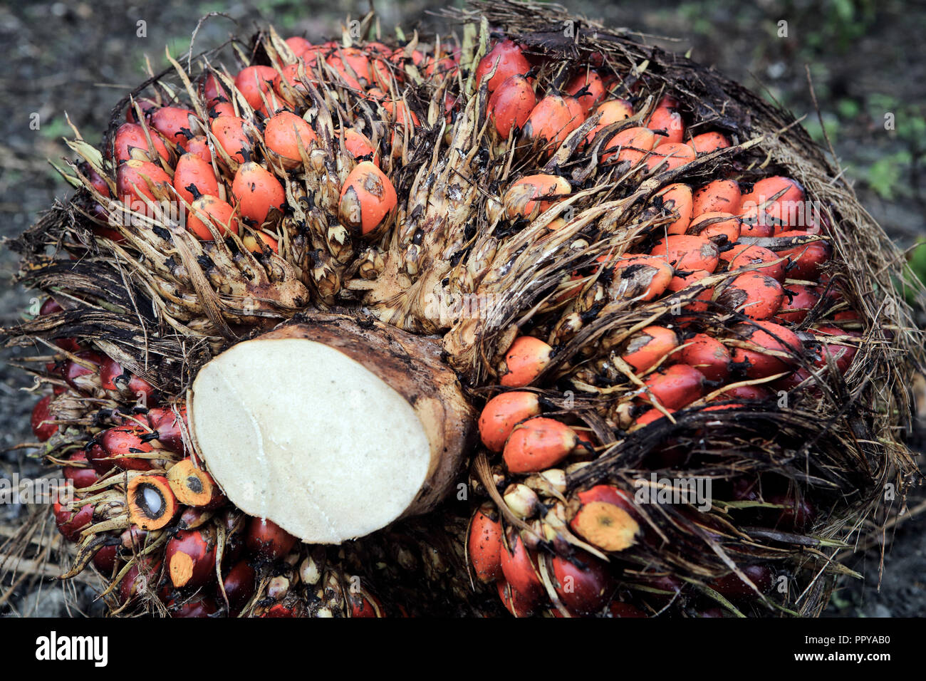 Harvested palm oil fruit ready for transportation in Borneo, Malaysia Stock Photo