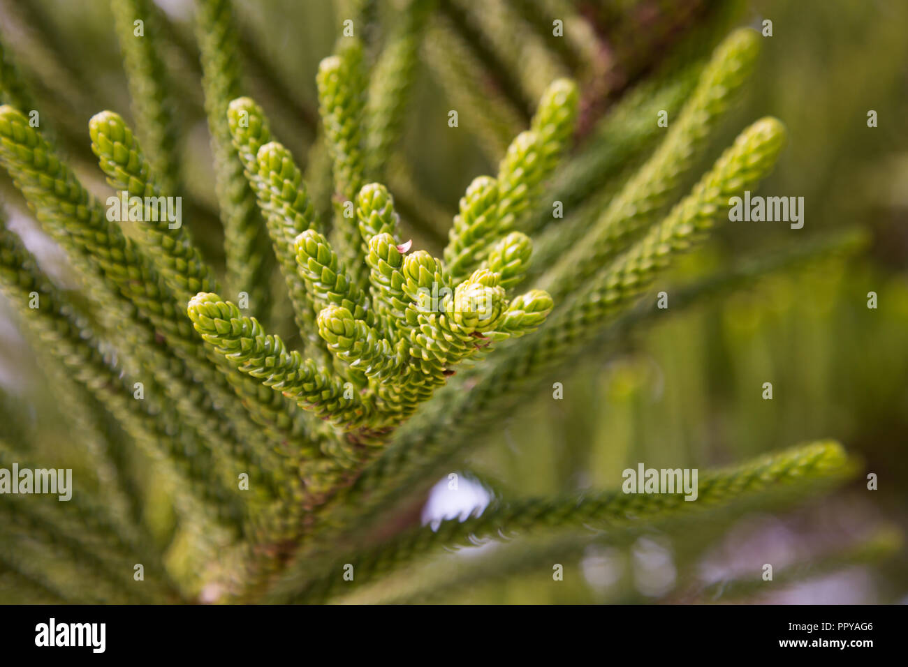 Close-up of evergreen tree araucaria heterophylla branches with small needles Stock Photo