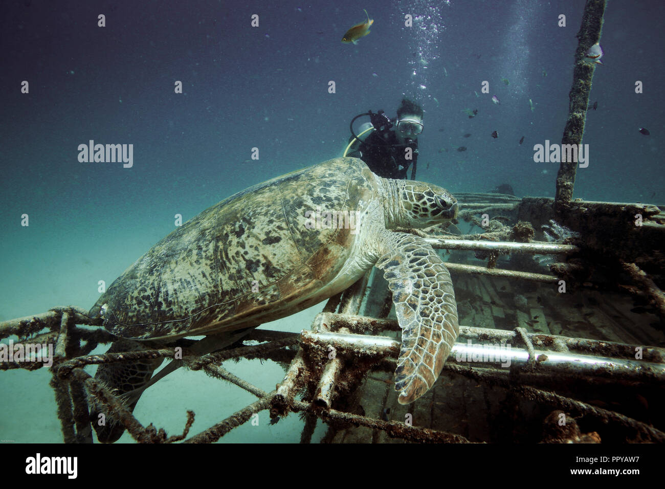 Female scuba diver looks at large green sea turtle resting on shipwreck underwater at Mabul Island, Borneo Stock Photo